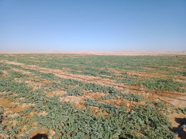 مشروع المليون ونصف فدان في سيوة قُبلة الحياة وأمل جديد للاستثمار الزراعي