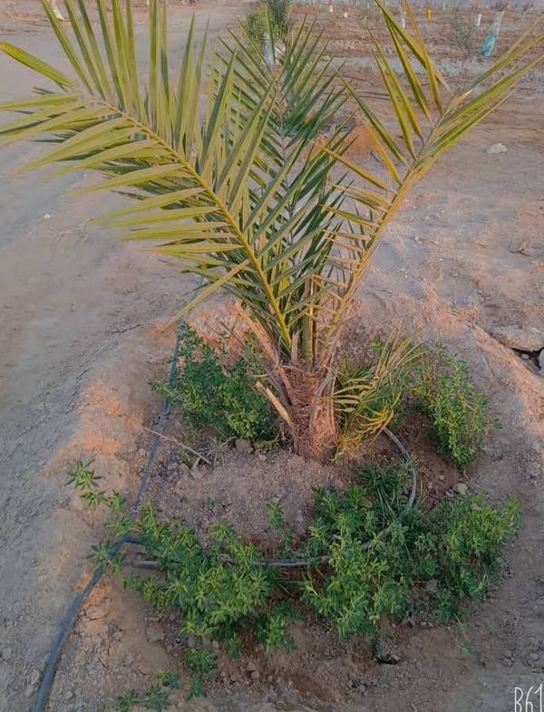 مشروع المليون ونصف فدان في سيوة قُبلة الحياة وأمل جديد للاستثمار الزراعي
