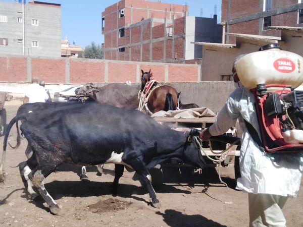 قافلة بيطرية بالغربية