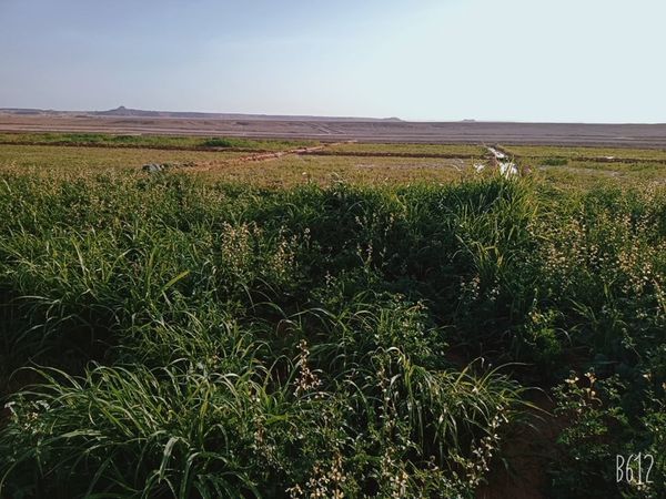 مشروع المليون ونصف فدان في سيوة قُبلة الحياة وأمل جديد للاستثمار الزراعي