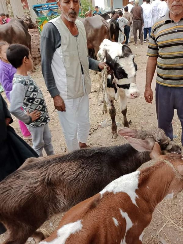 بيطرى كفر الشيخ: انطلاق قافلة علاجية بقرية برمبال ضمن مبادرة حياة كريمة 