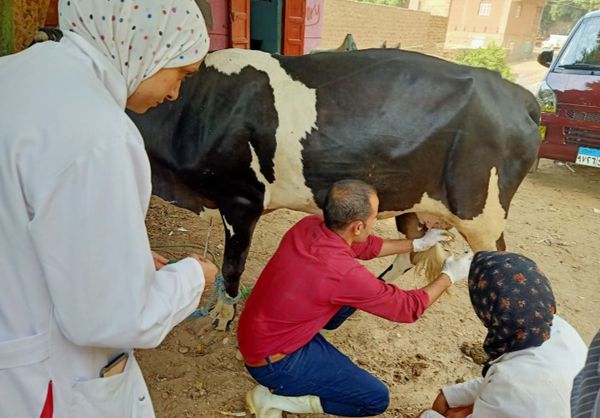 قافلة بيطرية مجانية بأبنوب فى أسيوط 