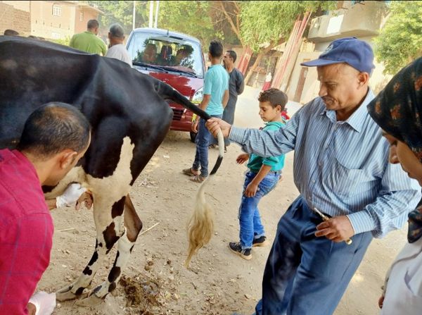 قافلة بيطرية مجانية بأبنوب فى أسيوط 