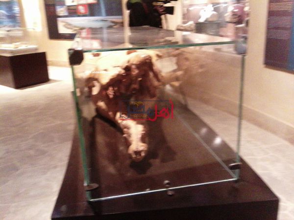 جائحة كورونا تضرب متحف ومحمية وادي حيتان بالفيوم في مقتل وتشل حركة زائريها 