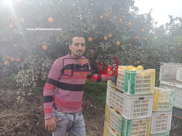 حصاد محصول البرتقال