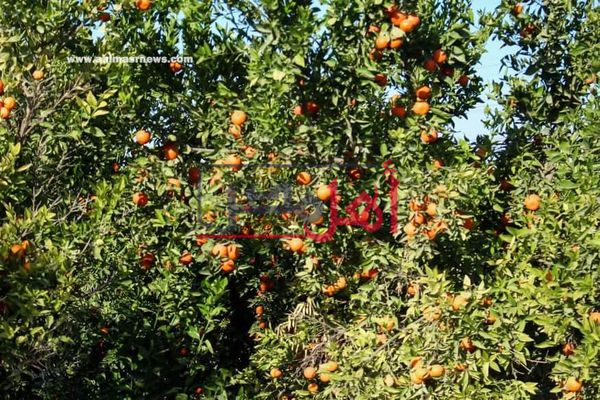 حكاية قرية فيومية احتفظت بأقدم مزارع برتقال (صور)