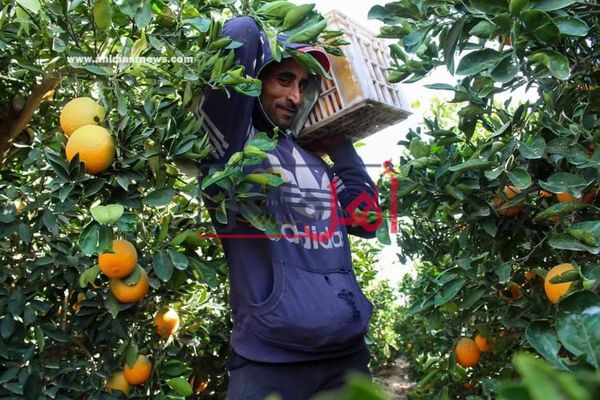 حكاية قرية فيومية احتفظت بأقدم مزارع برتقال (صور)