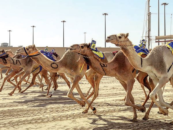 العلمين تحضن فعاليات سباق الهجن الثاني 