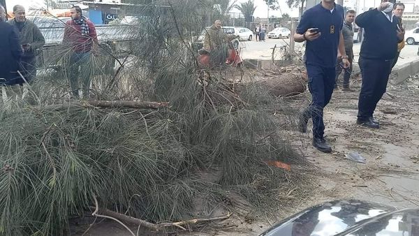 سقوط شجرة واصابة ٢٠شخص