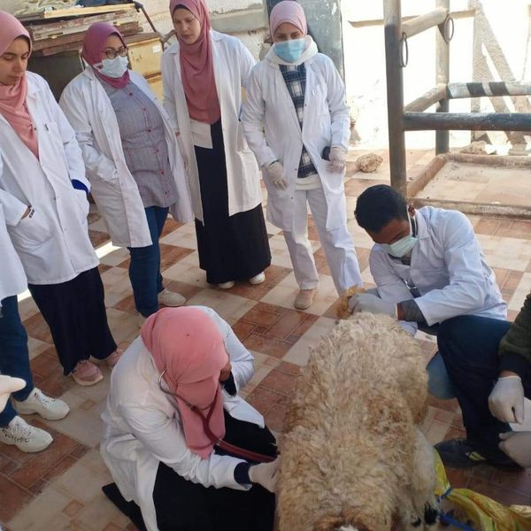 علاج 73 حالة ماشية بالقافلة البيطرية لجامعة مطروح 