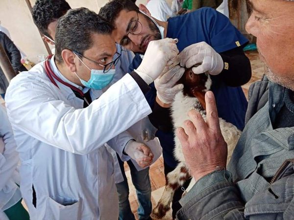 علاج 73 حالة ماشية بالقافلة البيطرية لجامعة مطروح 