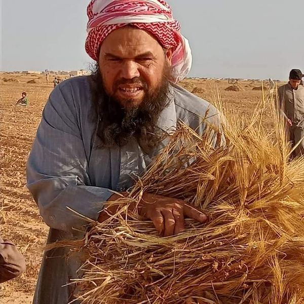 أهالي مدينتي النجيلة وبراني يواصلون الحصاد الخيري للقمح والشعير 