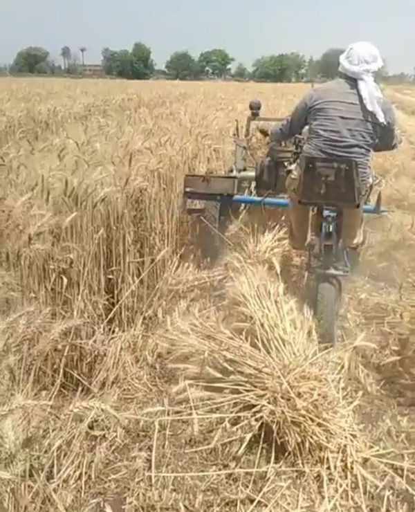افتتاح حصاد القمح بزراعة مشتهر 