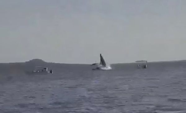  حوت عملاق يقفز من الماء ويهبط على قارب 