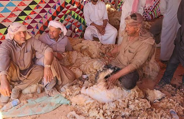 موسم الجلامة وجز الصوف بمطروح ... من عادات وتقاليد البدو 