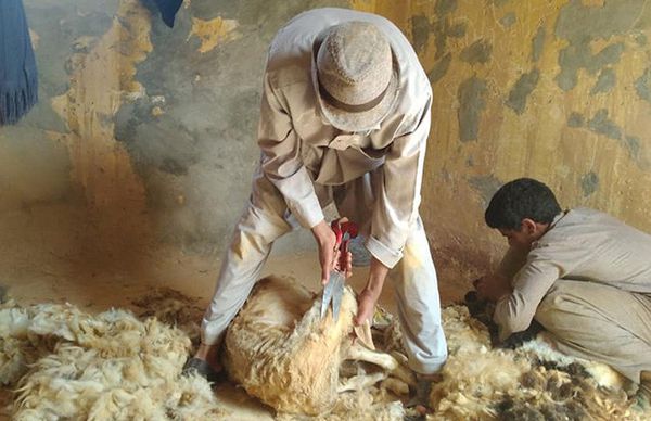 موسم الجلامة وجز الصوف بمطروح ... من عادات وتقاليد البدو 