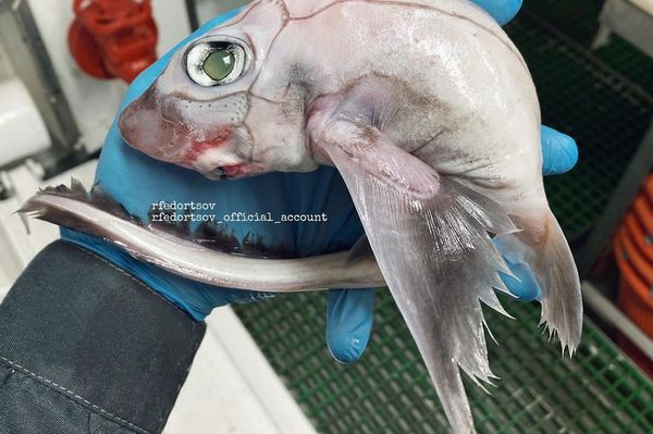 صياد روسي يعثر على سمكة نادرة شكلها مخيف