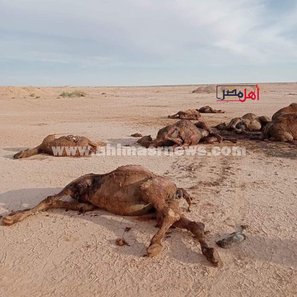 محافظ مطروح يقرر ارسال لجنة لمعرفة سبب نفوق الإبل