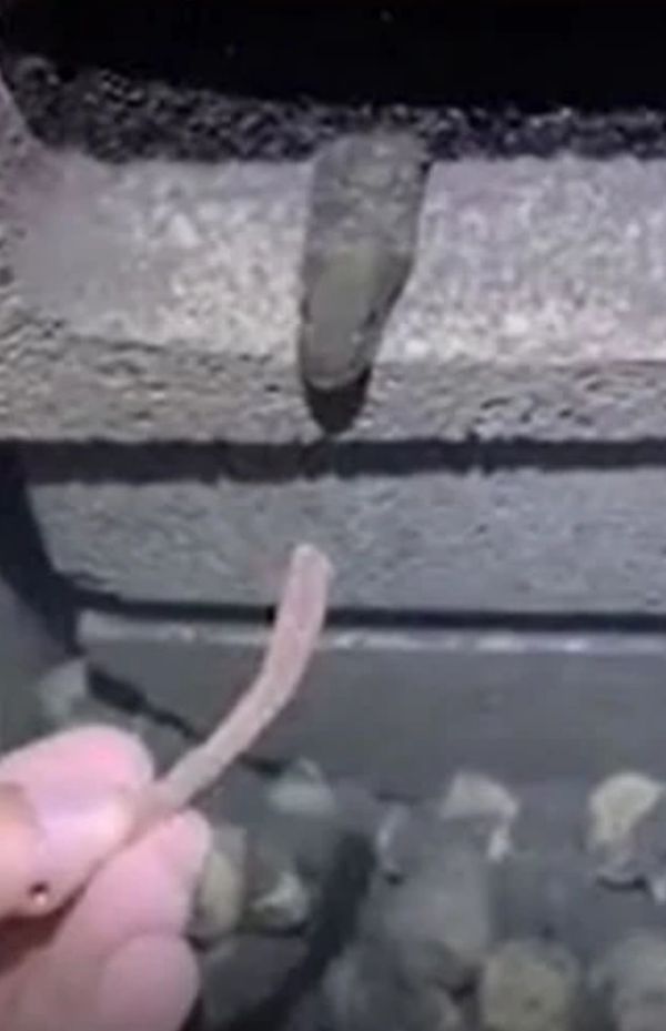  رجل يحول أسفل منزله إلى حفرة لثعابين البحر