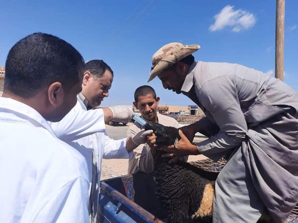 جامعة مطروح علاج 1500 حالة ماشية بالقافلة البيطرية بقرية المثاني بالنجيلة 