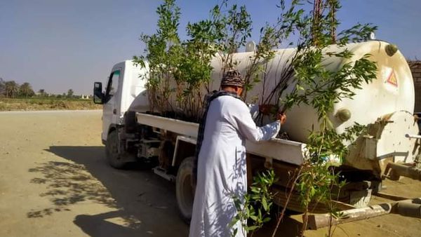 جانب من غرس الاشجار