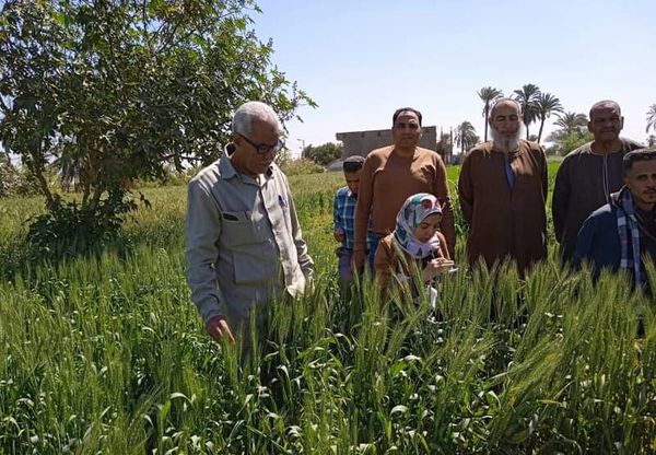 جانب من المدرسة الحقلية لمحصول القمح بمركز الواسطى ببنى سويف 