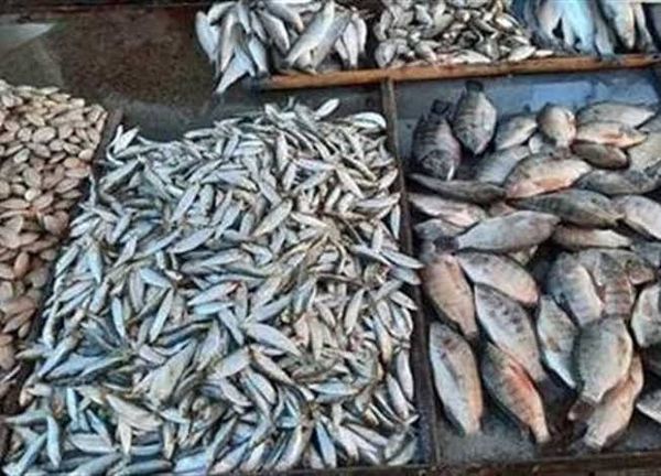 أسعار الأسماك بكفر الشيخ اليوم 