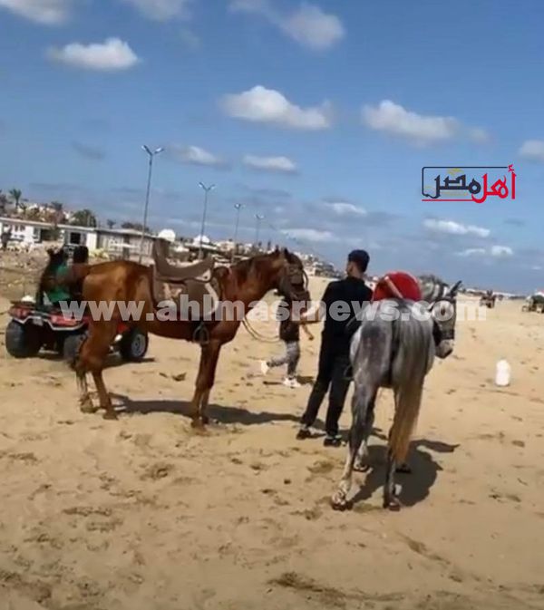 خيول و العاب على شاطىء بورسعيد