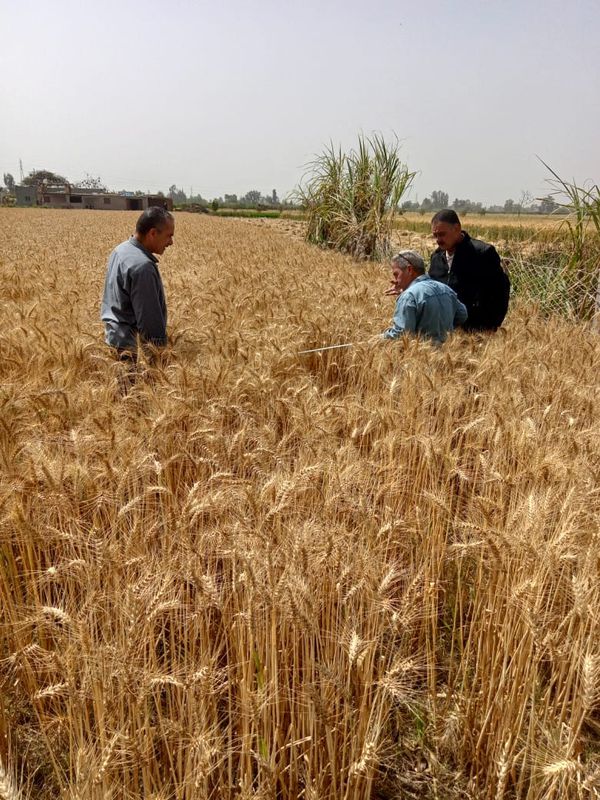 نشرة اخبار المنوفية 