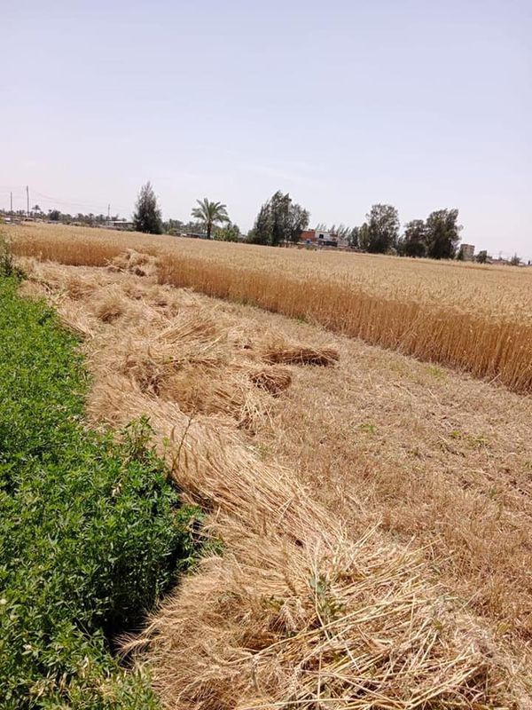 وزير الزراعة يتابع حصاد وتوريد القمح