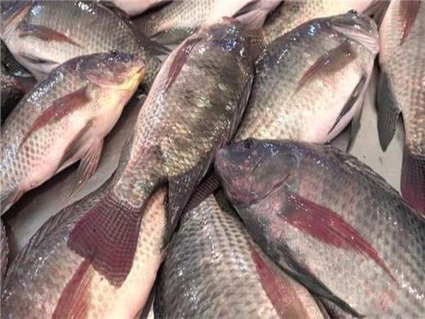 أسعار الأسماك والمأكولات البحرية ببنى سويف 