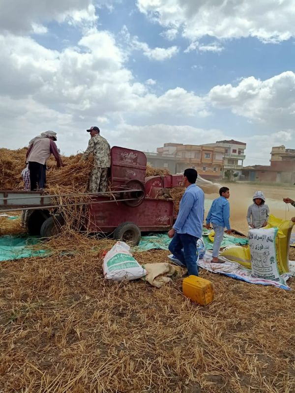 توريد القمح لشون صوامع البحيرة 