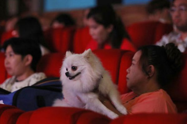 أول سينما للحيوانات الأليفة في العالم