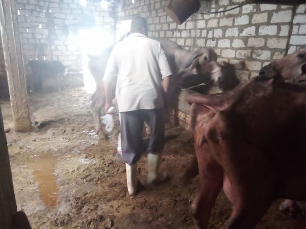 تحصين الماشية ضد مرضي الحمي القلاعية والوادي المتصدع 