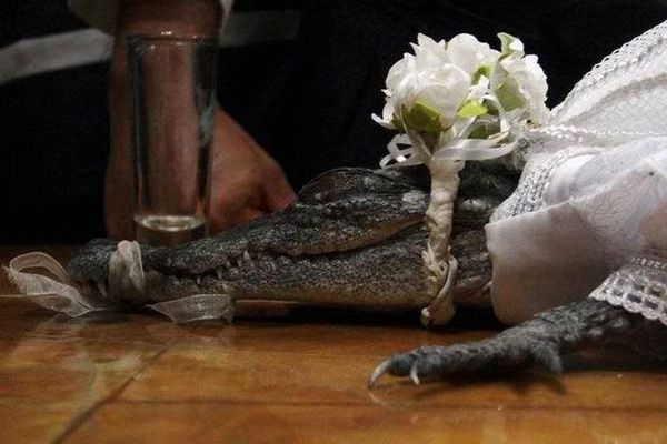 زواج عمدة في المكسيك من أنثى تمساح
