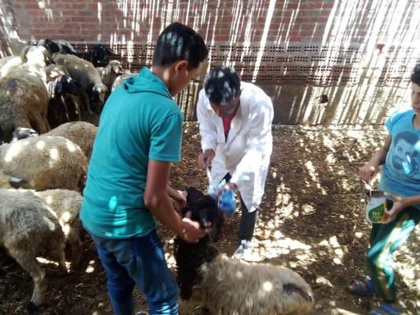 تحصين الماشية ضد مرضي الحمي القلاعية 