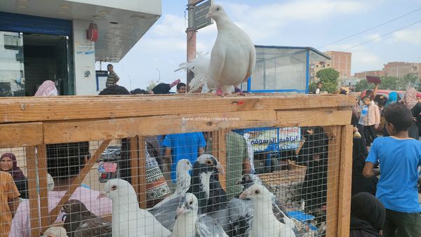 سوق الإسماعيلية للطيور 