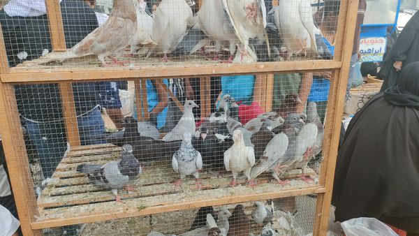 سوق الإسماعيلية للطيور 