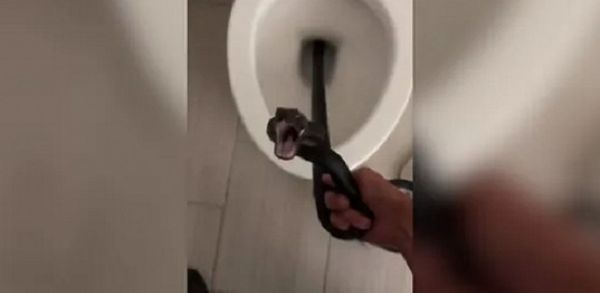 فتاة تعثر على ثعبان كبير في مرحاض منزلها