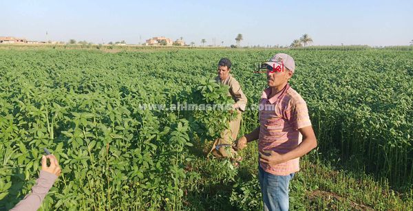 مملكة الملوخيه الذهب الاخضر بالفيوم