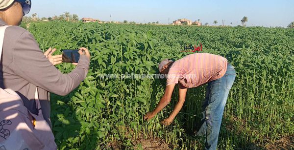 مملكة الملوخيه الذهب الاخضر بالفيوم