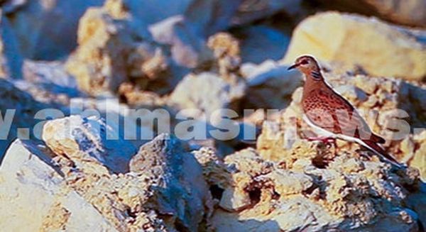 مهرجان الطيور المهاجرة الي بحيرة قارون 