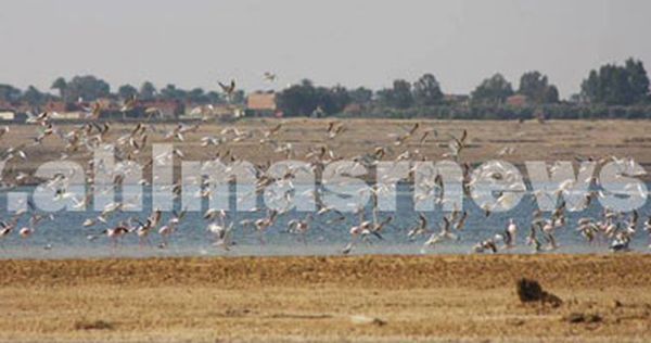 مهرجان الطيور المهاجرة الي بحيرة قارون 
