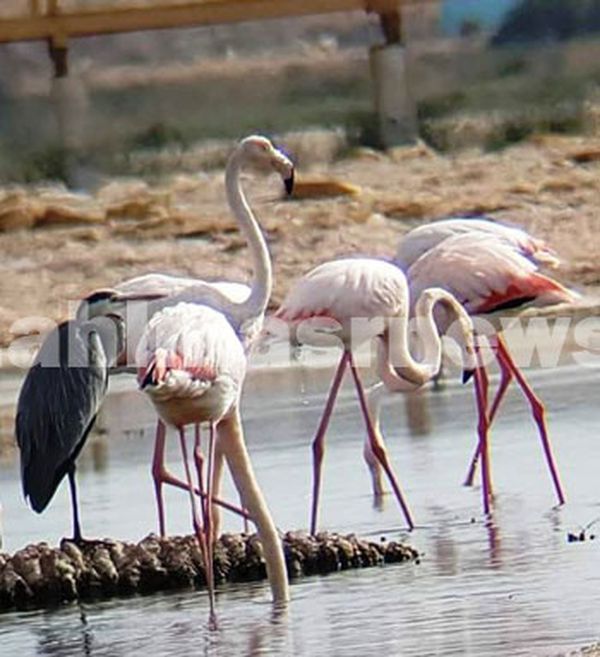 مهرجان الطيور المهاجرة الي بحيرة قارون 
