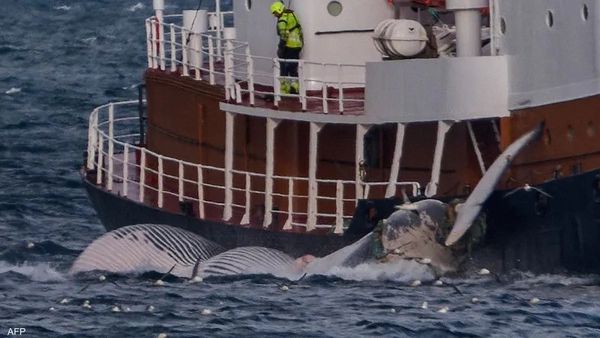 أيسلندا تستأنف صيد الحيتان ذات الزعانف وقتلها 