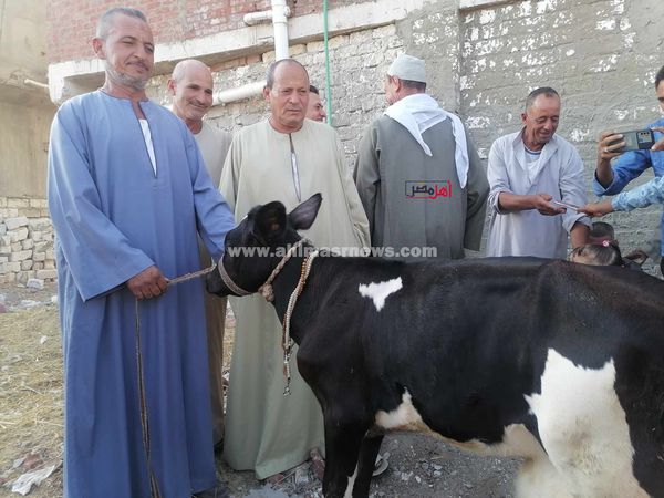 البقرة المبروكة بالبحيرة