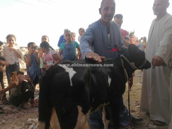 البقرة المبروكة بالبحيرة