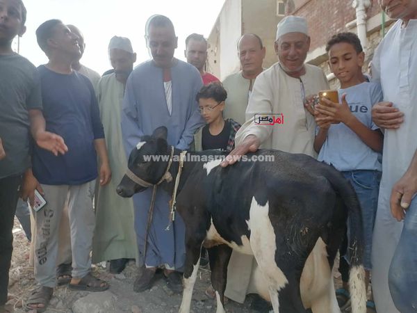 البقرة المبروكة بالبحيرة