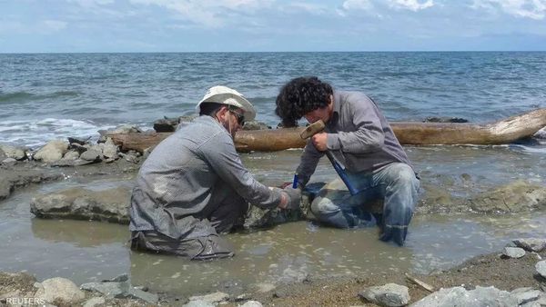 العثور على حفرية تعود  إلى أقدم نوع من السلاحف البحرية