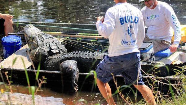 تفاصيل صيد أكبر تمساح في العالم